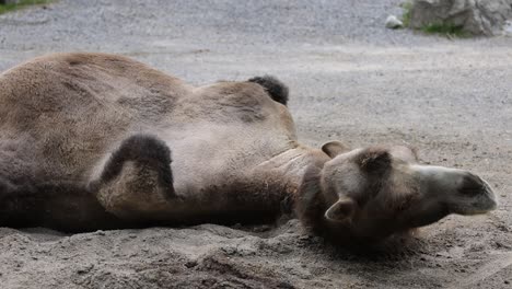 Closeup-shot-of-sleepy-camel,-lying-on-sandy-ground-during-daytime,-slow-Motion