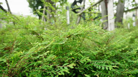 panning from the top and going down to the left side of the frame it shows a thick bush on the side of the road in bangkok, thailand