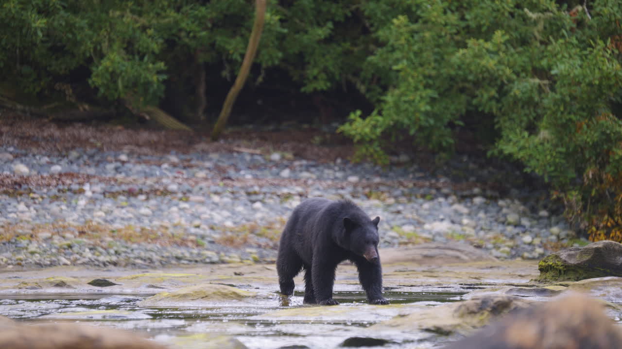 Orso nero nella Columbia Britannica, Canada, che pesca lungo la spiaggia e gli scogli per prepararsi al letargo e all'inverno