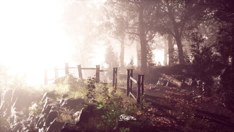 Sunbeams-entering-forest-on-a-misty-autumnal-morning