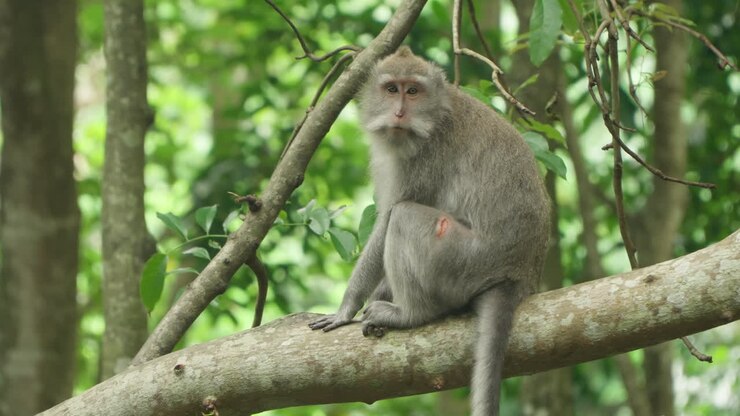 Ubud Monkey Forest Crab-eating Macaque , also known as the long-tailed macaque cynomolgus monkey