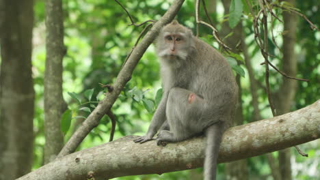 macaque mangeur de crabes de la forêt, également connu sous le nom de macaque à longue queue cynomolgus