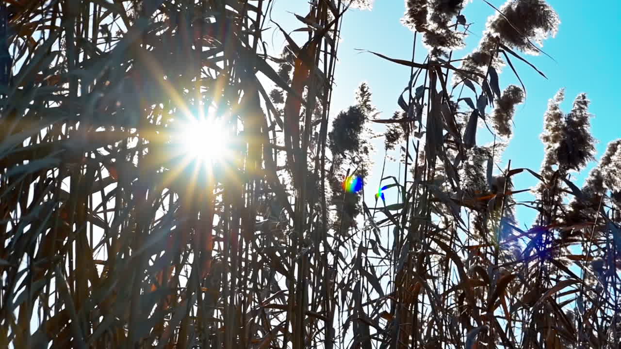 Bright sunlight filters through tall grasses, creating a beautiful contrast against the clear blue sky in a peaceful outdoor setting near the water