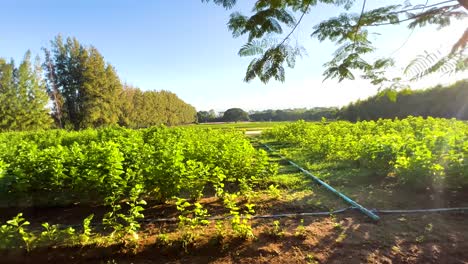 vibrant greenery under a clear blue sky