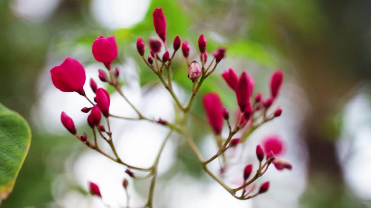 primer plano de pequeñas flores rosadas