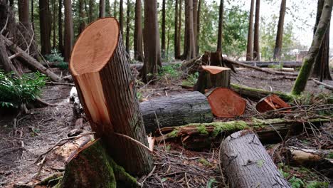 Pacific-Northwest,-Pacific-Spirit-Regional-Park-in-Vancouver,-British-Columbia-tree-cut-down,-cutting-trees