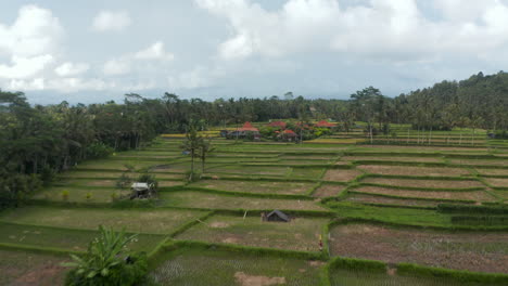 Low-flying-aerial-dolly-shot-of-farmers-tending-the-crops-in-rice-field-plantations-in-Bali-and-traditional-residential-houses-surrounded-by-farms