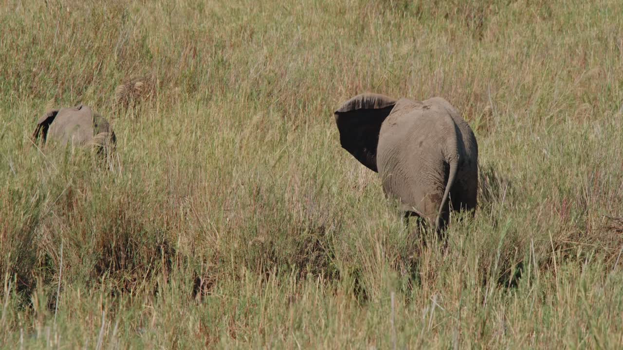 Two Elephants Walking Through Tall Grass in African Savanna