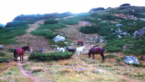 group of horses in the mountains