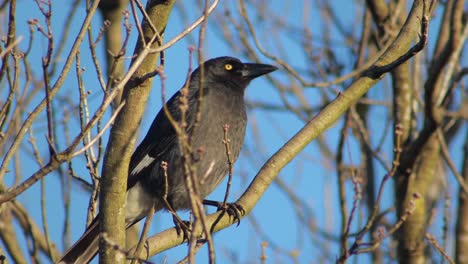 pied currawong perched on tree branch windy sunset australia, victoria, gippsland, maffra