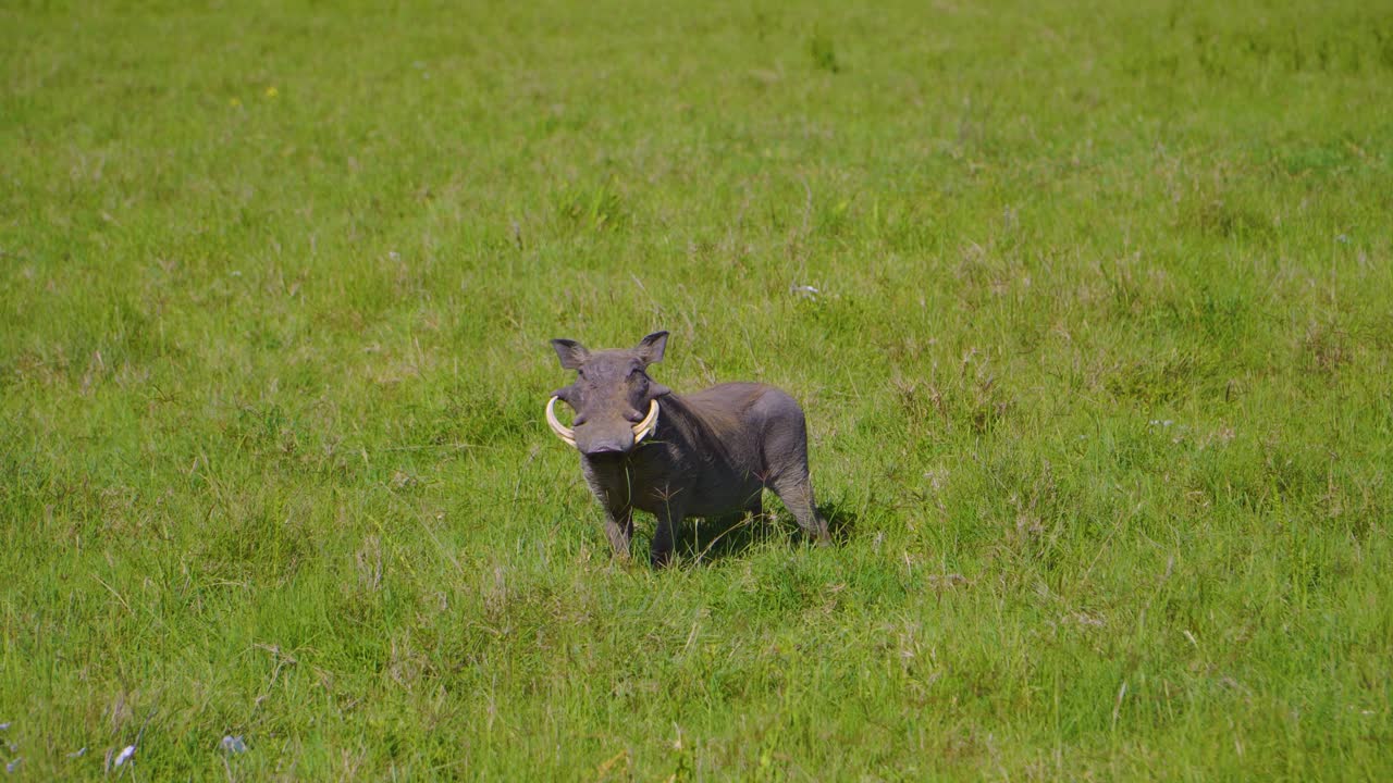 사파리의 햇볕이 잘 드는 아프리카 사바나의 초원에 있는 푸른 잔디에서 쉬고 먹이를 주는 멧돼지