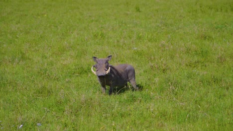 Jabalí-Descansando-Y-Alimentándose-De-Hierba-Verde-En-Un-Prado-En-La-Soleada-Sabana-Africana-En-Safari