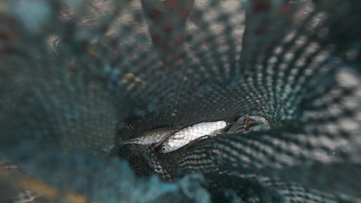 kijkend in de blauwe netviszak met vissersvangst
