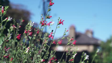 red and white salvia flowers gently moving in a light breeze with a warm feeling