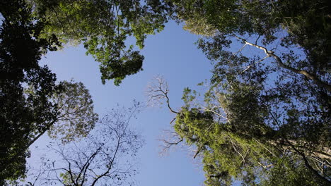 una mezcla armoniosa de cielo y selva