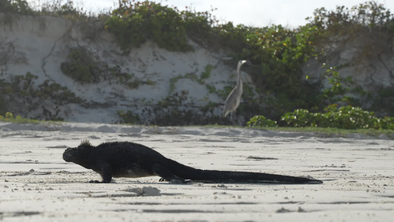 Marine Iguana Walking Across Sand Beach In The Galapagos Out Of Frame. Low Angle