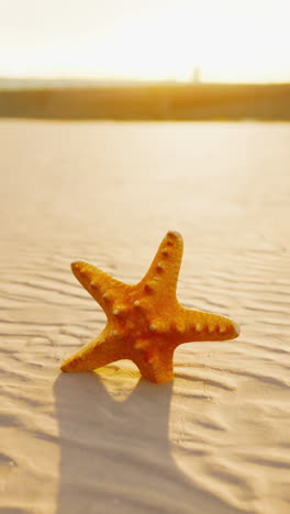 estrella de mar en la playa al atardecer