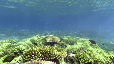 Una-Variedad-De-Peces-Nadando-A-Lo-Largo-De-Un-Arrecife-De-Coral