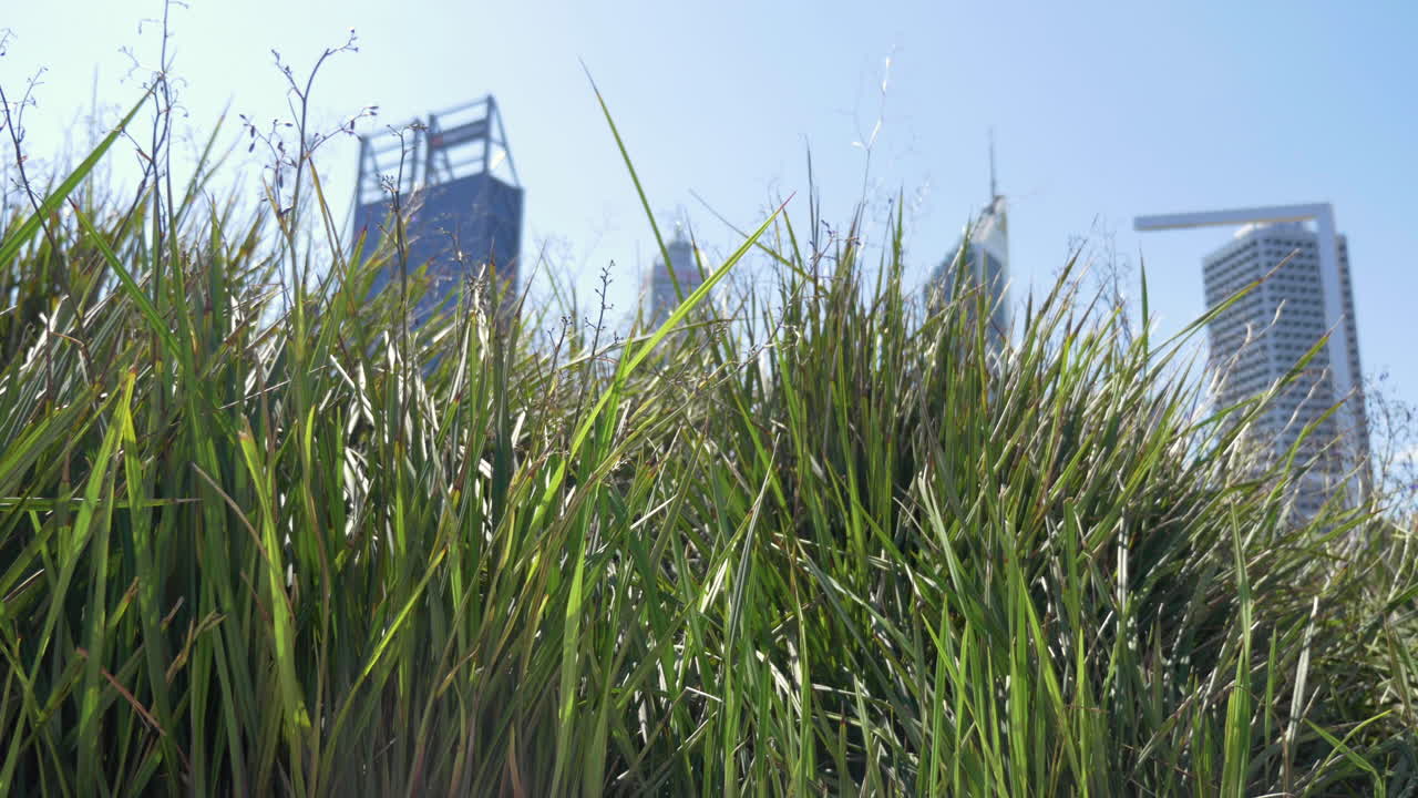 Reveal shot from behind grass of Perth City in Elizabeth Quay