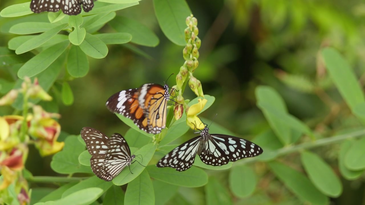 Tre farfalle colorate riposano e si nutrono su una pianta fiorita in un lussureggiante ambiente tropicale. Il filmato cattura i loro delicati disegni alari, i movimenti gentili e il comportamento naturale di impollinazione
