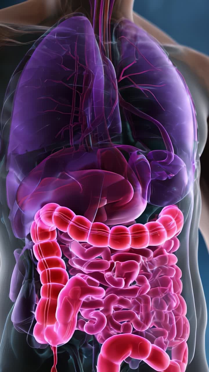 Detailed Anatomical Visualization of Human Internal Organs Including Lungs, Heart, and Digestive System in Vibrant Color for Educational Purposes