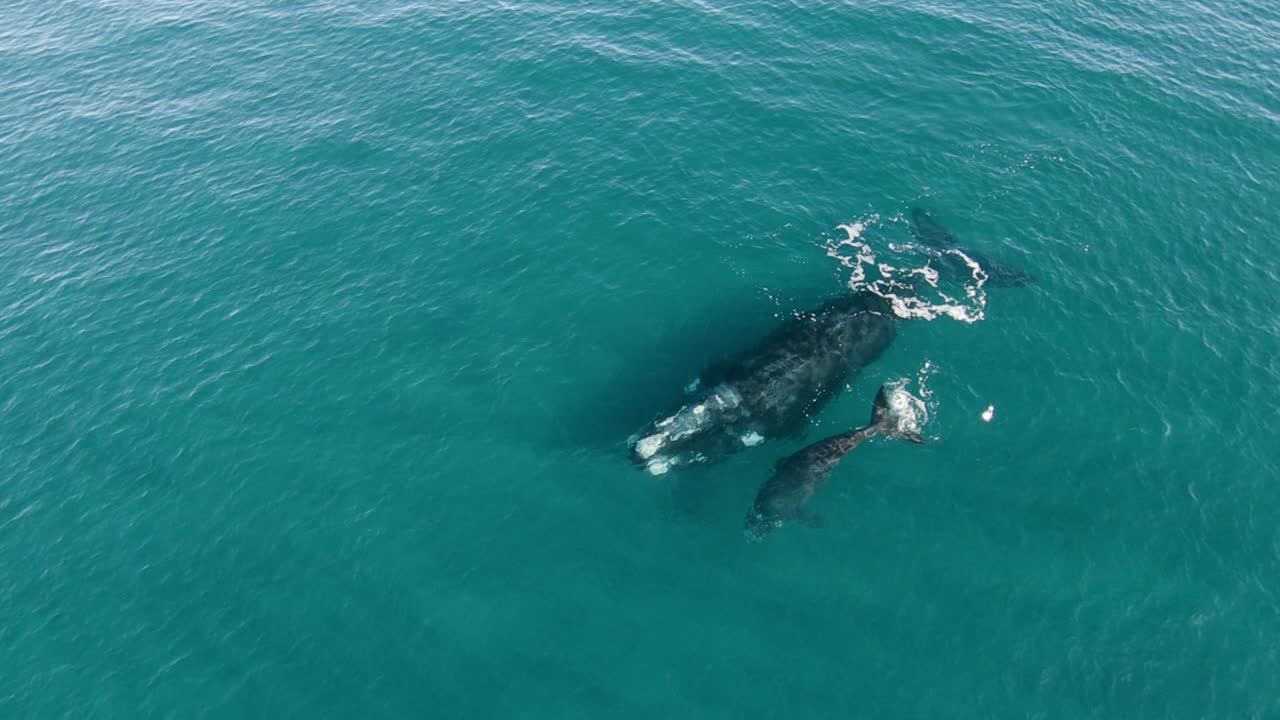 이동하는 동안 평화로운 어미 고래와 아기 고래가 수영하는 궤도 공중 촬영