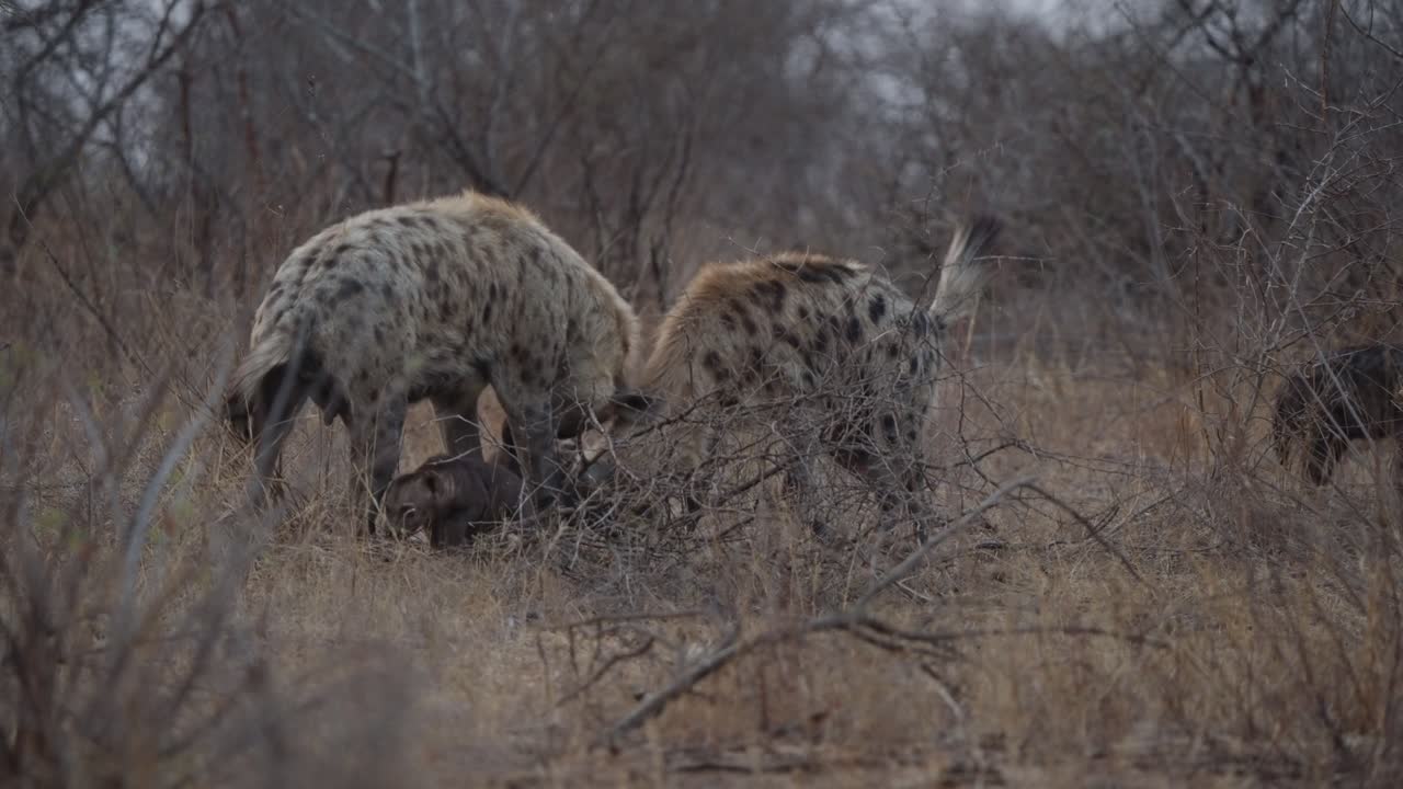Famiglia di iene maculate nel Parco Nazionale Kruger con due cuccioli che restano vicini agli adulti nella savana arida del bushveld. Scena di comportamento della fauna selvatica, luce naturale, clip di documentario safari.