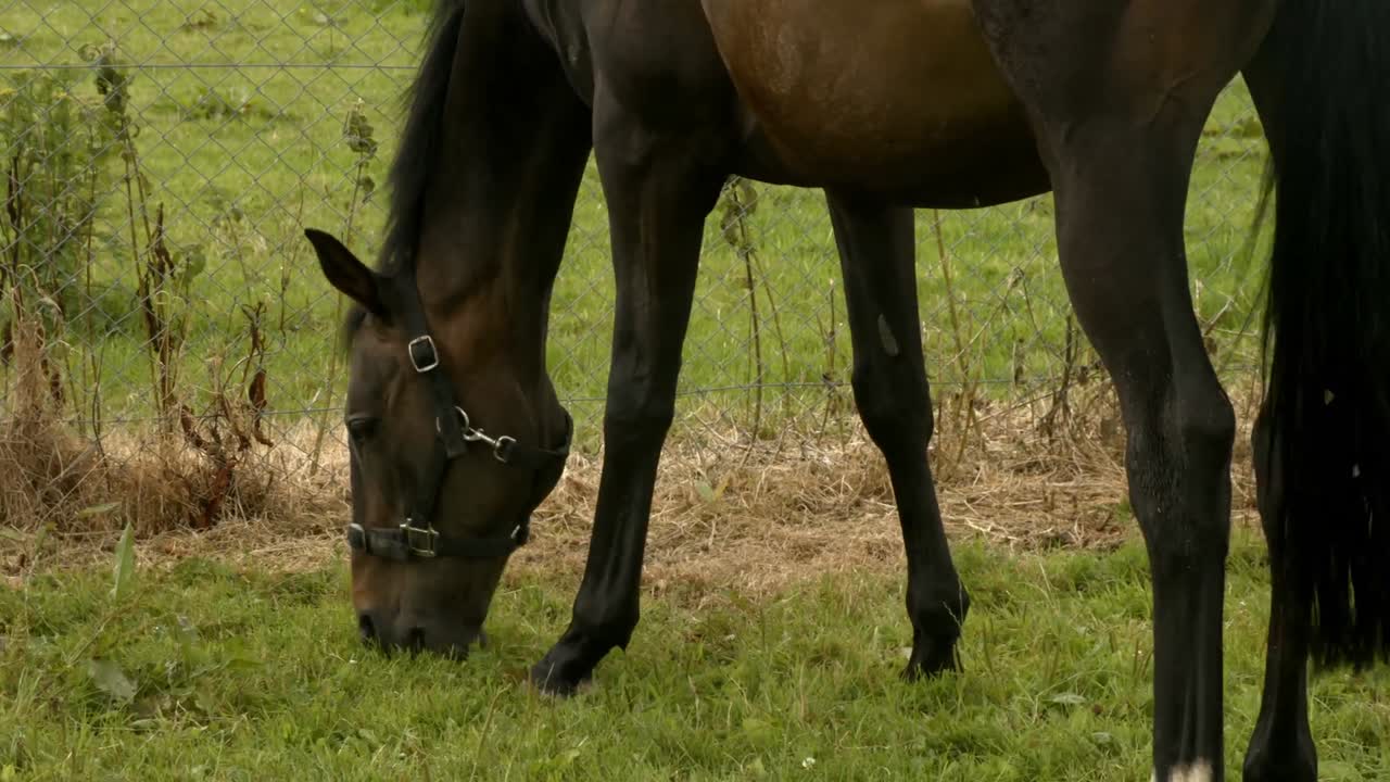 el potro comiendo hierba en el campo