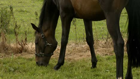 el potro comiendo hierba en el campo