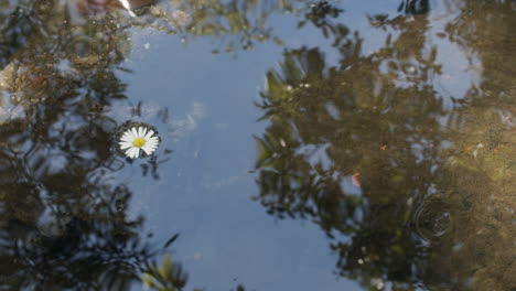 tiro medio de cámara lenta de un arroyo con el cielo y los árboles reflejados en el agua