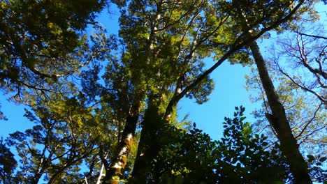 Beautiful-mountain-beech-forest-bathed-in-early-morning-sunshine---Devil's-Punchbowl-Waterfall-Walk,-Arthur's-Pass-National-Park