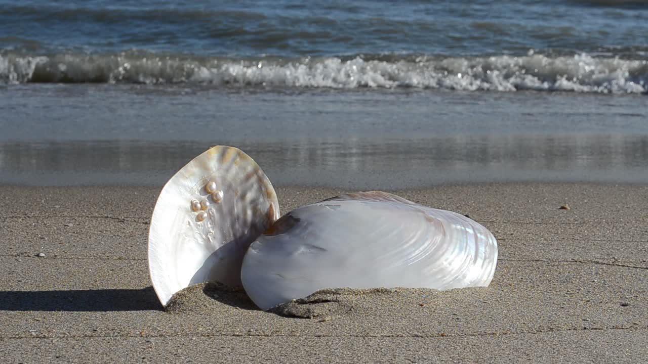 Cockleshells on sand against the background of waves. Shooting on the beach