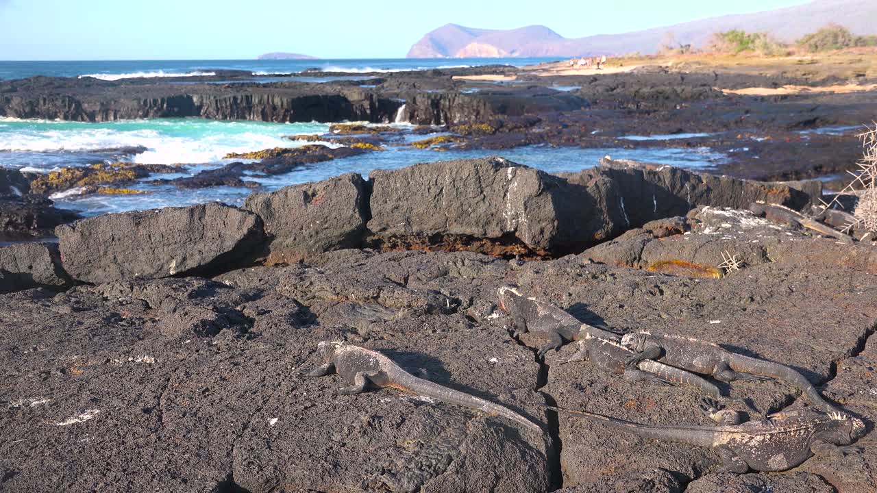 해양 이구아나는 갈라파고스 제도의 용암 바위에 누워 있습니다 1