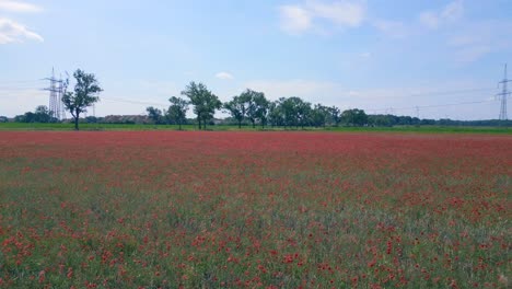 Schöner-Flug-Von-Oben-Aus-Der-Luft,-Rotes-Mohnfeld,-Ländliche-Gegend,-Sommerwiese