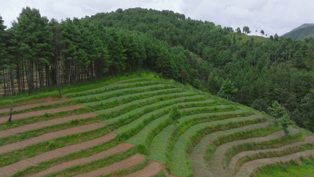 Aerial View of Terraced Fields in a Mountainous Region