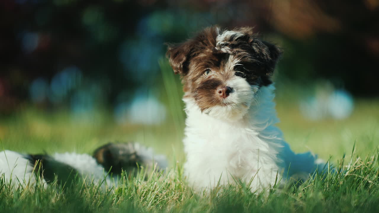 뒤뜰에 있는 havanese 강아지