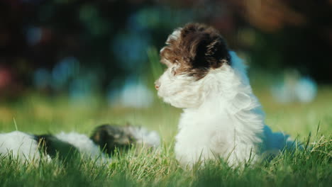 havanese puppy in a backyard