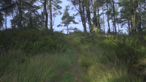 Hierbas-Y-Helechos-Moviéndose-Con-Fuerte-Viento-En-El-Bosque-De-Otoño-Inglés