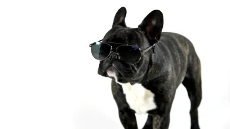 french bulldog standing with glasses licking, white background