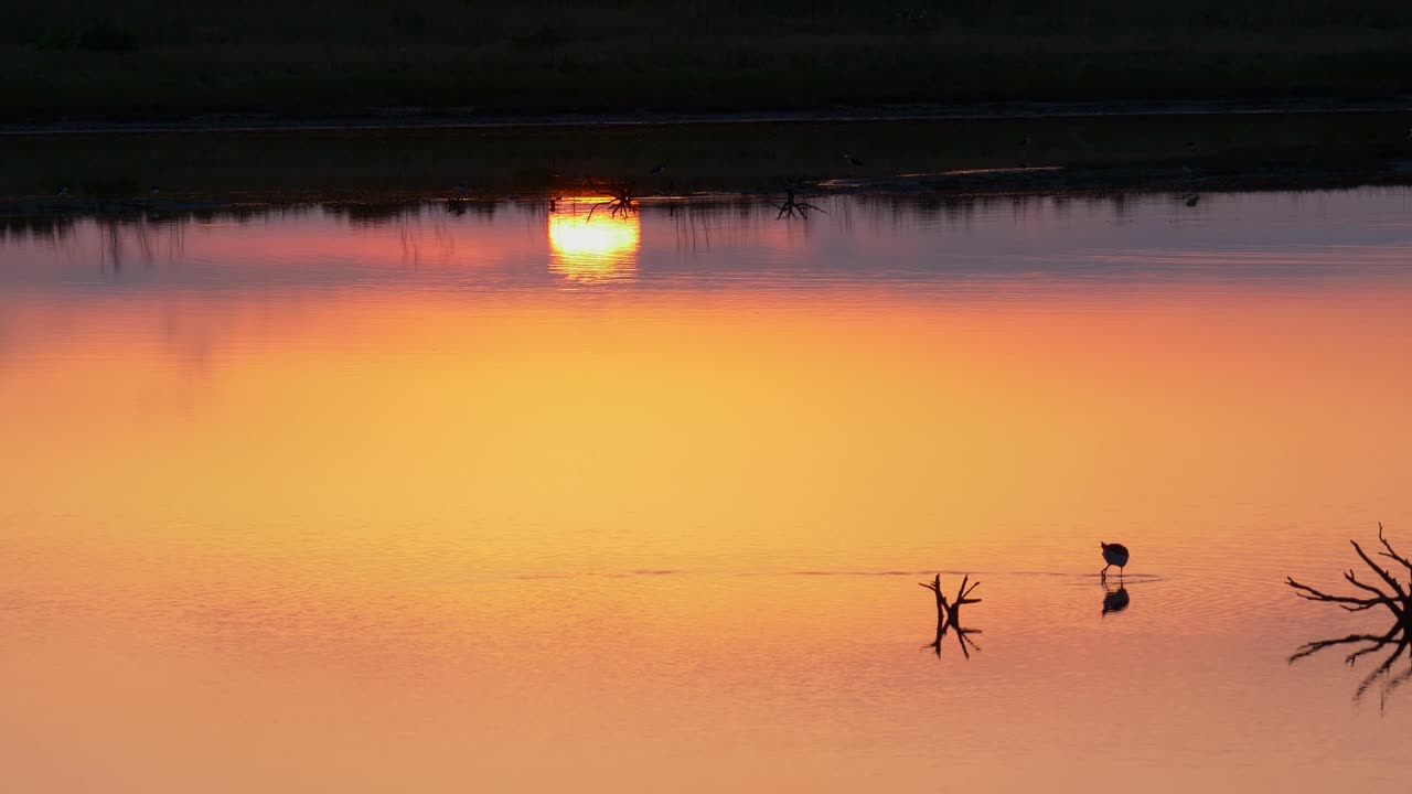 Pied stilt walking across shallow water hunting and feeding at sunset, Tracking