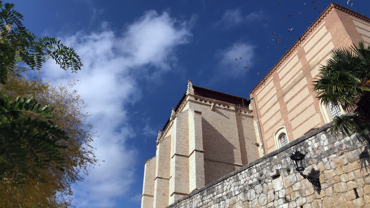 비둘기와 화창한 날