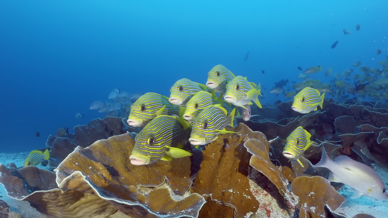 paisaje marítimo con peces amarillos líneas negras y puntos escolares en las aguas claras azules del arrecife de coral en el mar