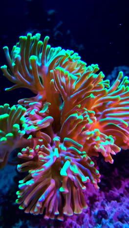 vibrant underwater coral