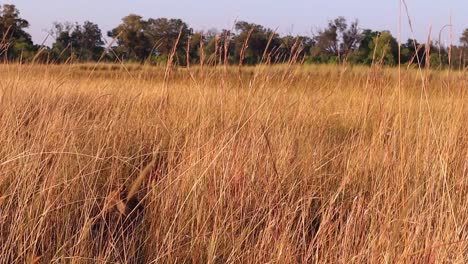 a well hidden lioness in tall savanna grass turns to look at camera