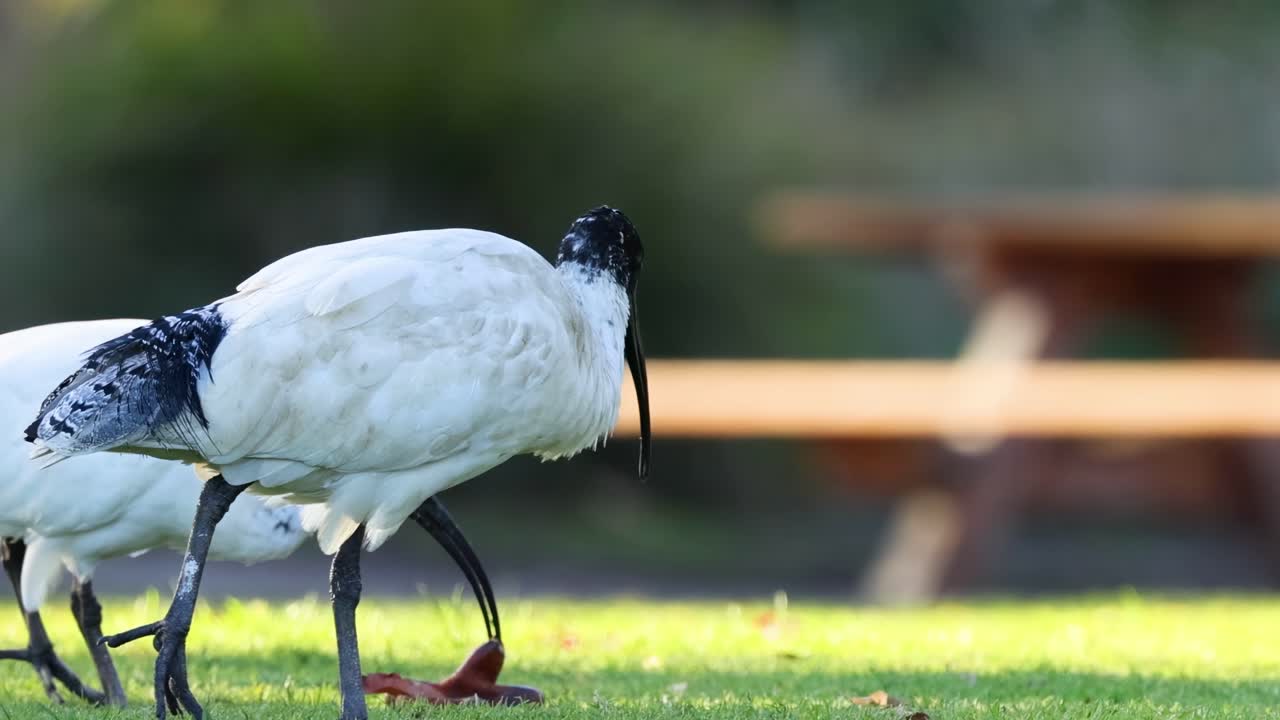 Two ibis birds search for food on a sunlit grassy area with a blurred background.
