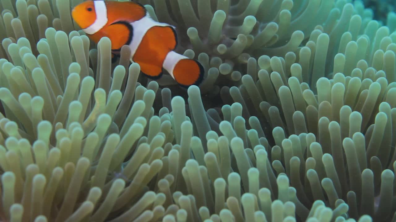 Una famiglia di pesci pagliaccio che nuota in un anemone in movimento per protezione