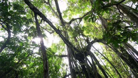 busca el árbol de banyan en el bosque tropical.