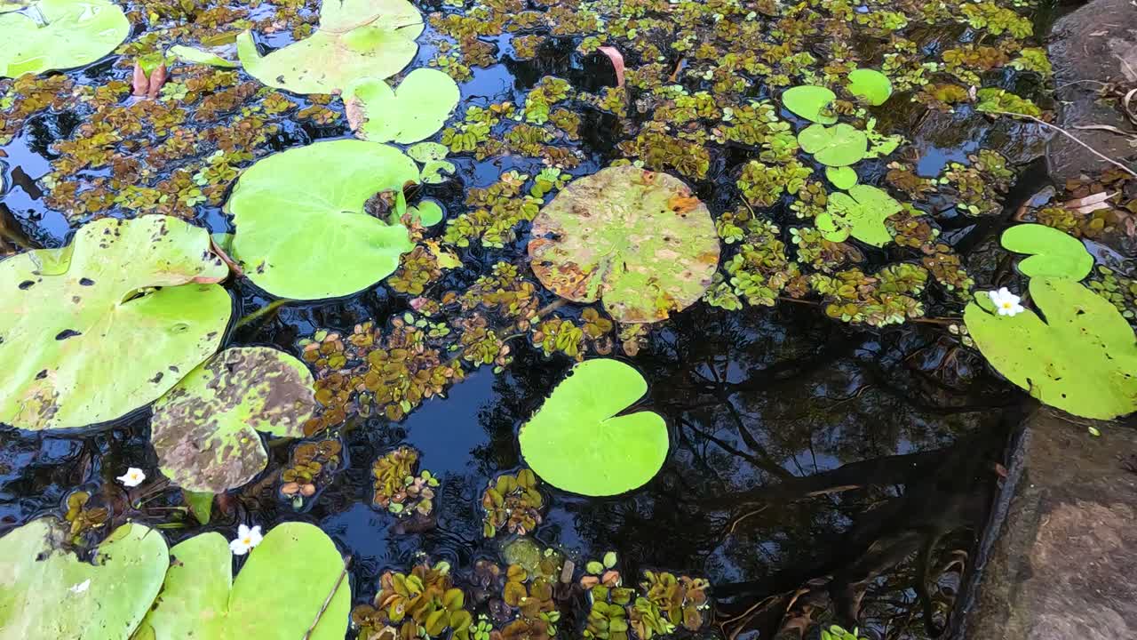 hojas de lirio de agua flotando en un estanque