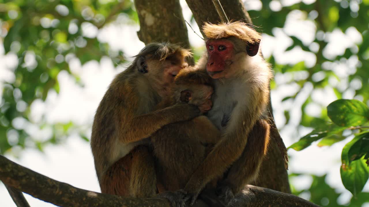 A close-up shot of a family of Sri Lankan monkeys perched on a tree branch deep in the jungle.