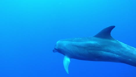 eye contact with a dolphin